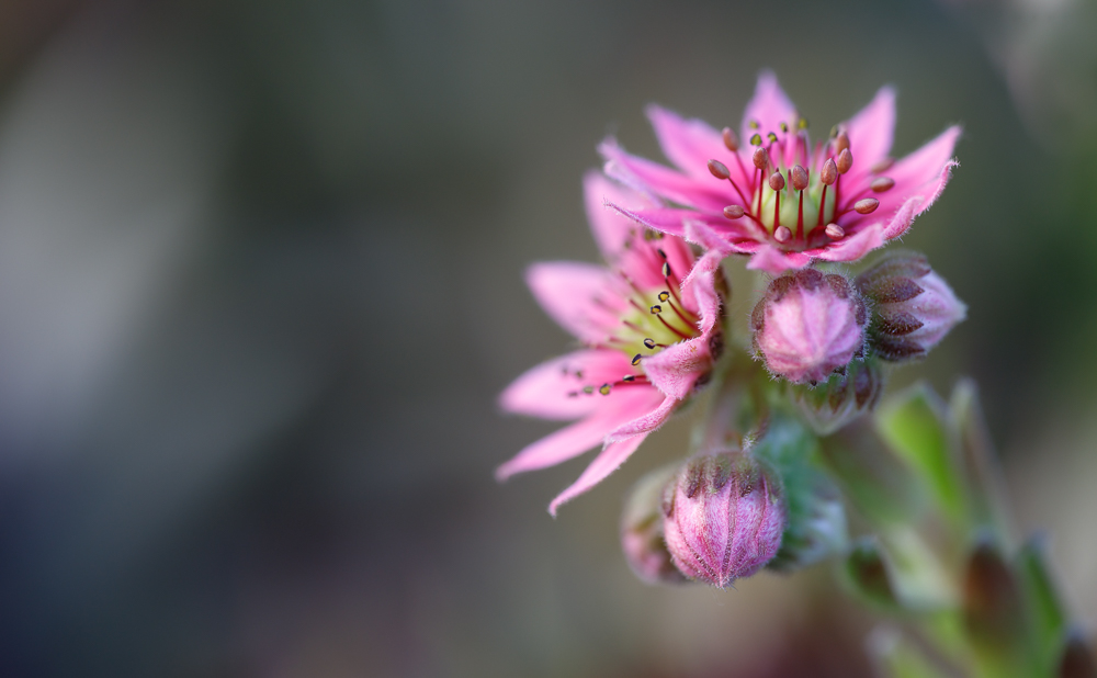 180529_fleurs-6D-44_1500.jpg