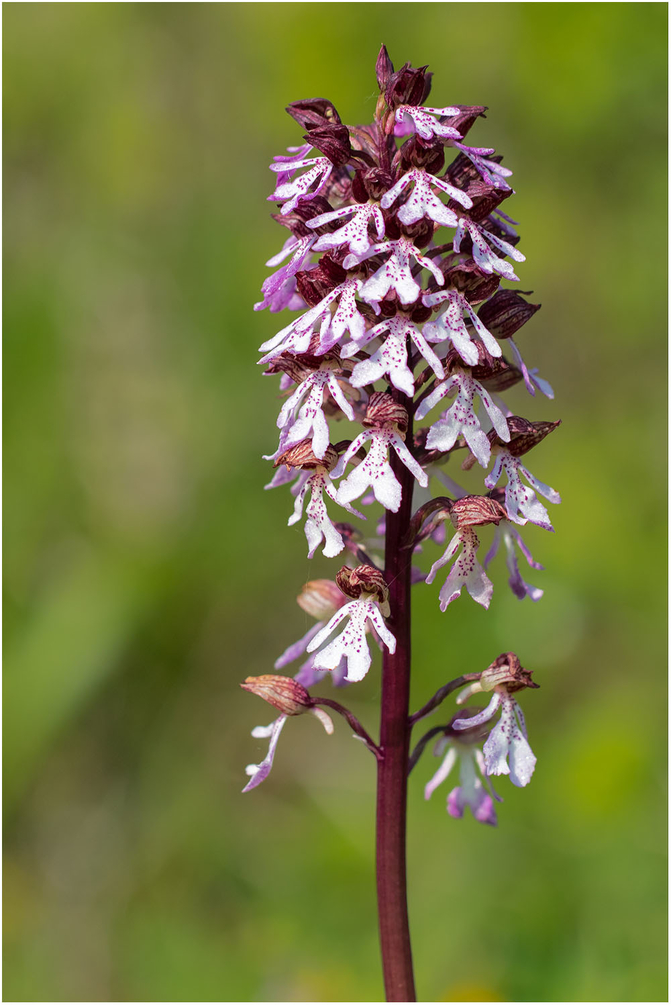 1939729728_Colline_Mirabel_orchide_sauvage_9A3838_2018-05-06_1000px.thumb.jpg.7dbad73eb82b48e2d9c4075ccb581af6.jpg