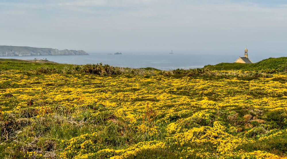 216347625_littoralfleuri2.jpg.f63d1a0e9c650e71dc1049fad85256b3.jpg