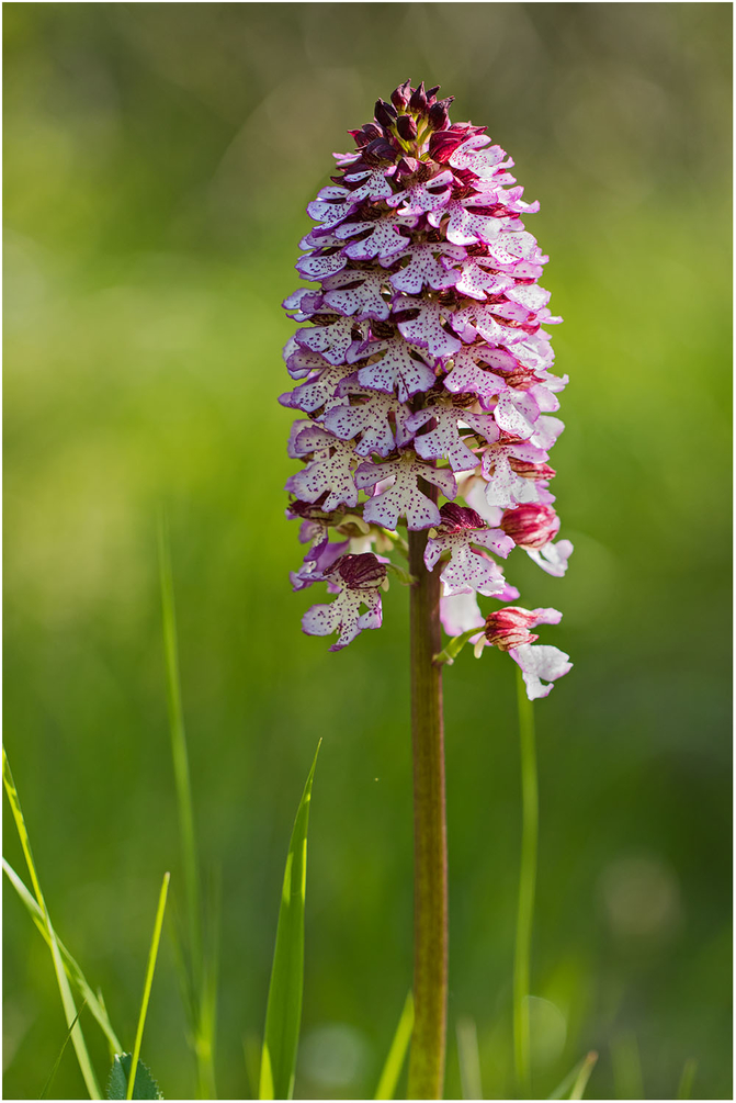 286756085_Colline_Mirabel_orchide_sauvage_9A3865_2018-05-06_1000px.thumb.jpg.1a15056f74346a60d812bf65a08e0dbe.jpg