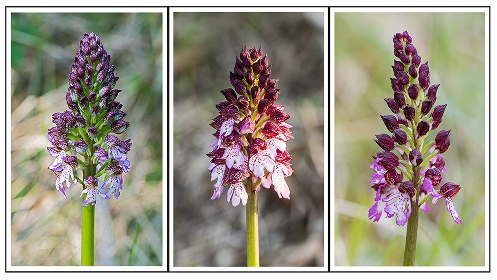 343534768_Tryptique_orchides_sauvage_colline_Mirabel_2018-04-19_1000px.jpg.4337157e92f20f3d502e0b5c4b2517d5.jpg