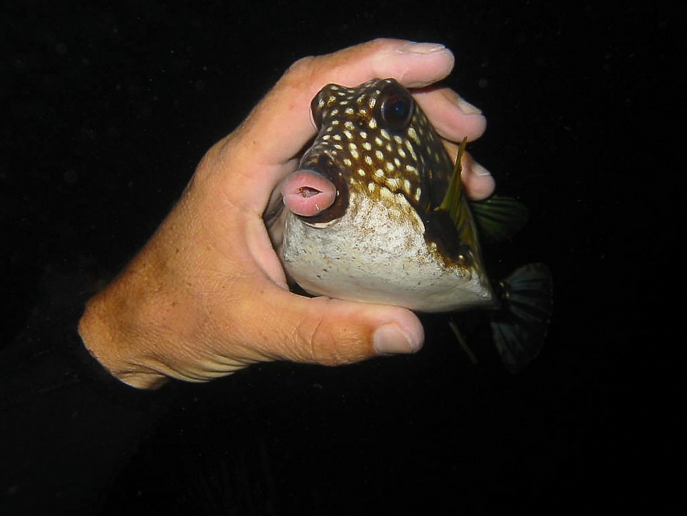 715281522_POISSONCOFFRE.jpg.61c535cf1abd98fd8cc461b2b0d14463.jpg