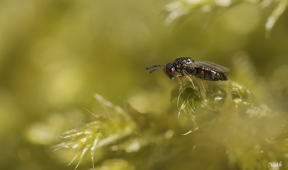 91675191_Petitinsecte.jpg.8d10e24b743dd961caf6cb88d3ca9831.jpg