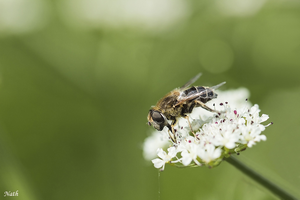 Abeille_2.jpg.33d90c9813563b3fdbd05b80b28b553e.jpg