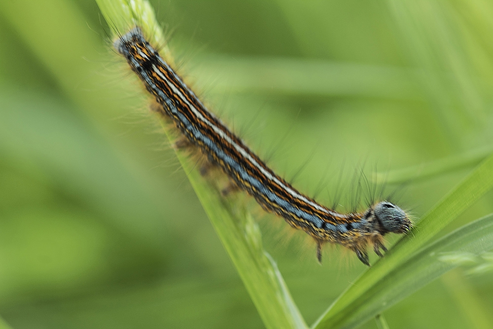 Chenille_1.jpg.9cc66141e64bb41aa7e696c0e4662252.jpg