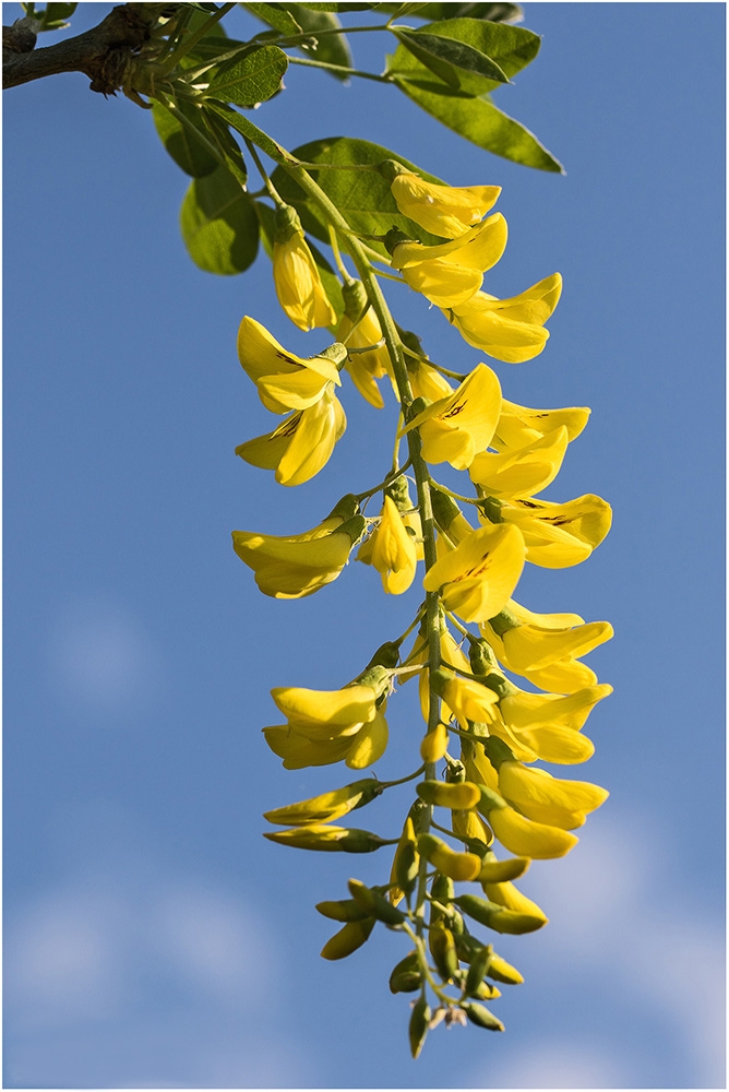 Colline_Mirabel_cytise_9A3765_2018-04-19_1000px.jpg.5306703fbd57d92316bd777077adf0bb.jpg