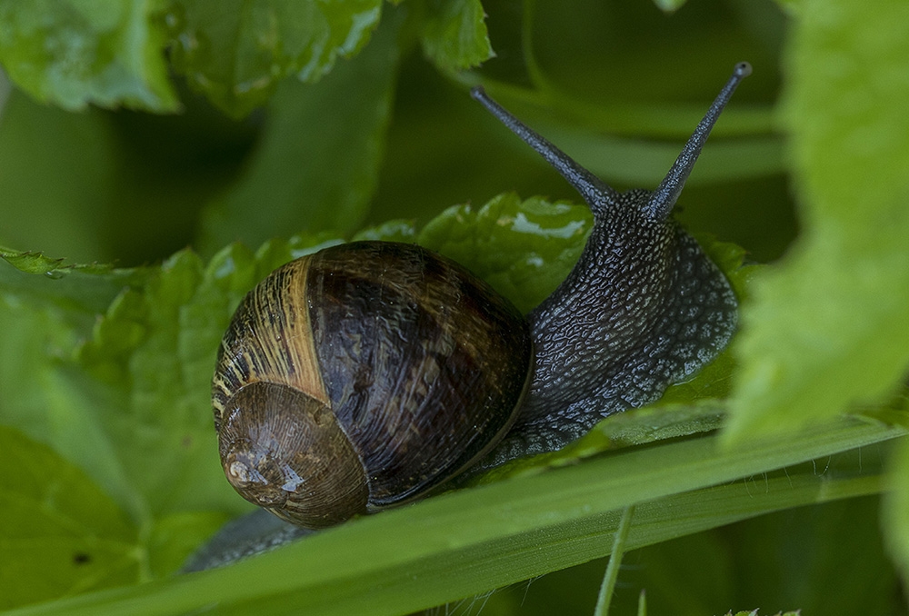 Escargot_1.jpg.f9c3ce54522f3b8f8e374a5a341b0b9e.jpg