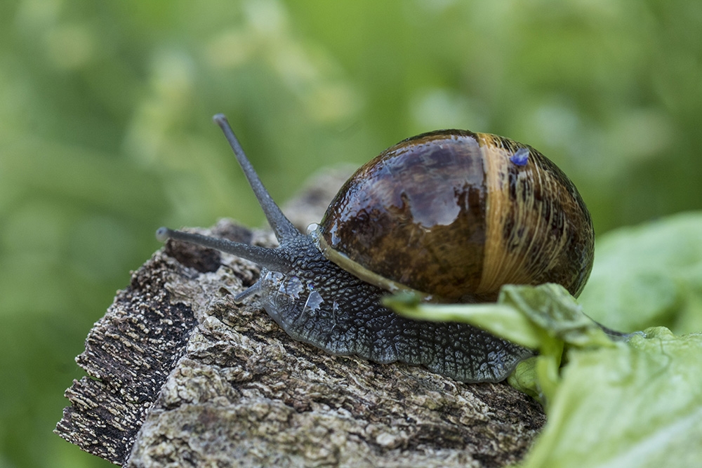 Escargot_2.jpg.0900832344fea15c73e4f413480d4d96.jpg