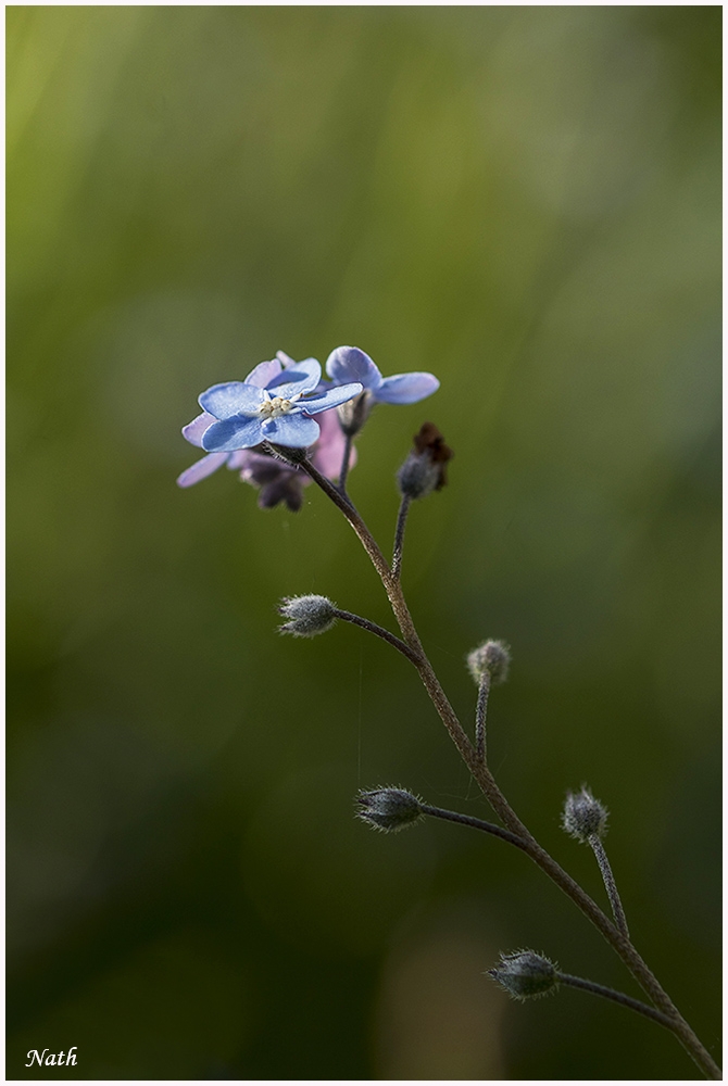 Myosotis_2.jpg.7f6d8b235dd40000e1f7f2ece84cbcb0.jpg