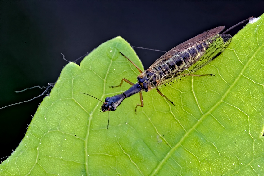 VH004270_VHA_DxO.jpg