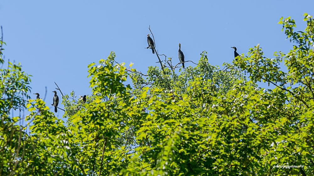 _-4.jpg.04e32cc9808f0cc9c33d8eef7191bc45.jpg