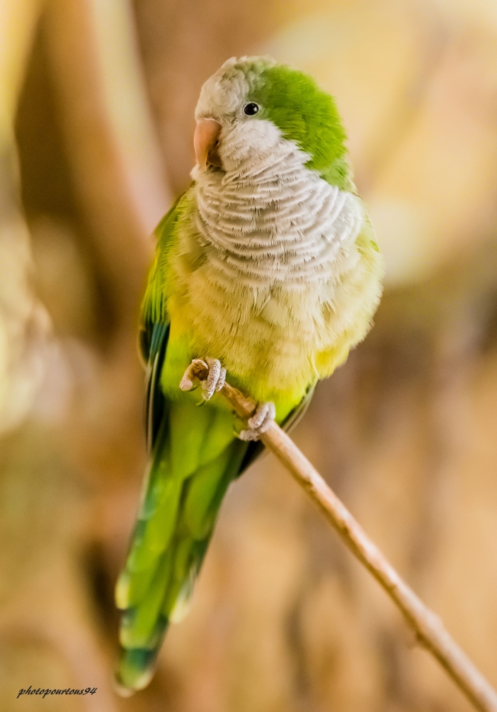 _-4.thumb.jpg.806d2326cf056ca857924dfe7c2c56a5.jpg