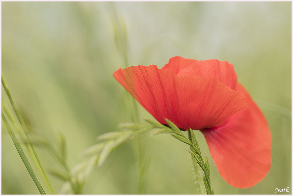 coquelicot_1.jpg.a43014bb325ae630acb121326ebe02fa.jpg