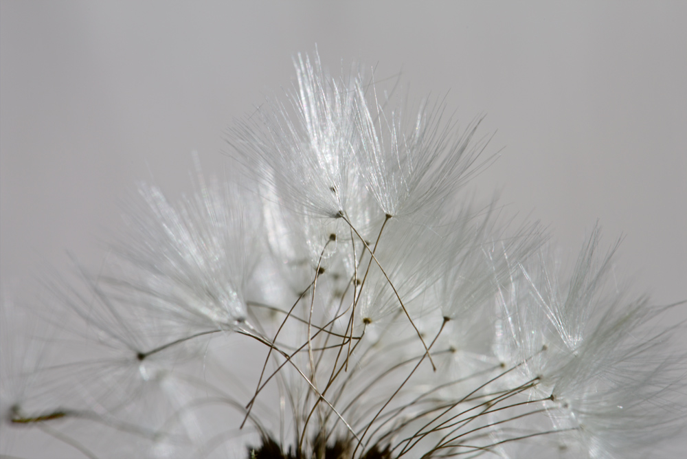 graines-1N5A8629.jpg.20f29e61c72bb78a8ef9061c2b427c5a.jpg