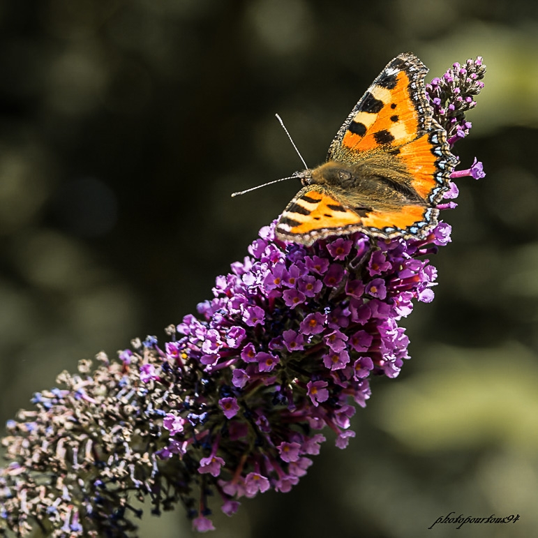 papillon.jpg.4166d66d858c5e4c90d1646c0b06ba1a.jpg