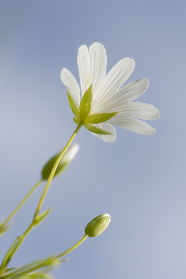transparence.jpg.547f30b3735aa7a83a4bb75111172715.jpg
