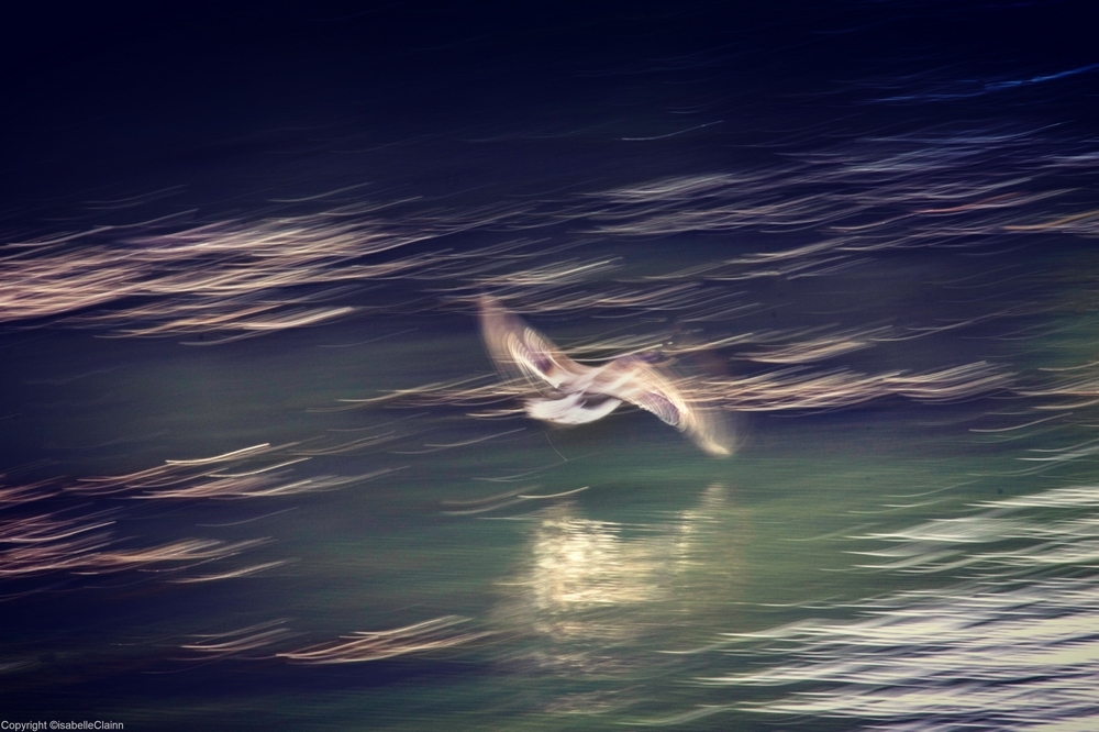 l'oiseau.jpg