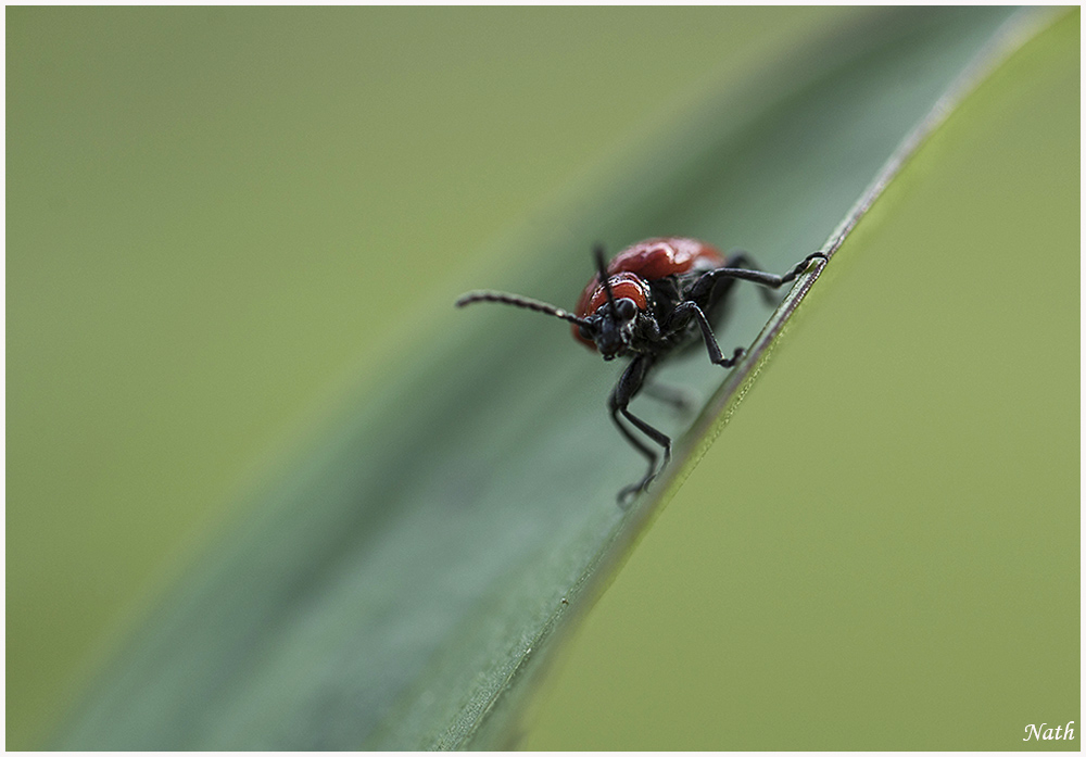 1099279088_Insecterougeetnoir.jpg.09320e6ca92c1b6089805da011477865.jpg