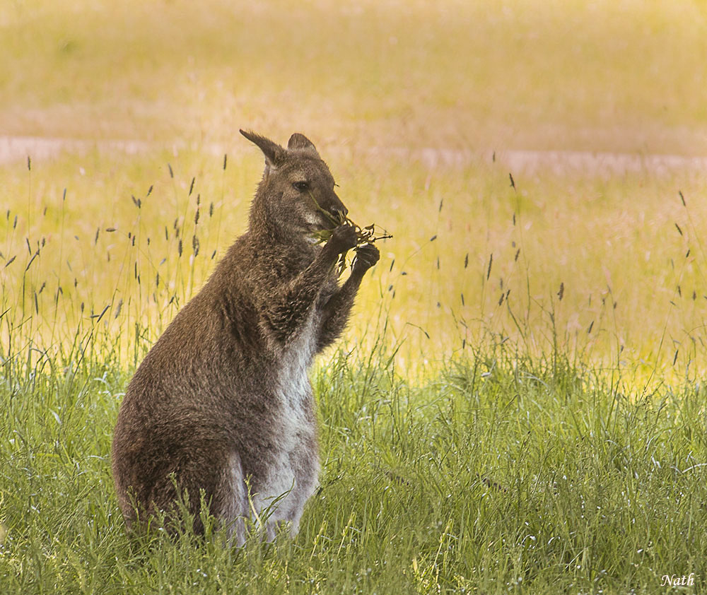 128898503_WallabydeBennettb.jpg.b0aca4b1bbb6a356c9615d41ba882436.jpg