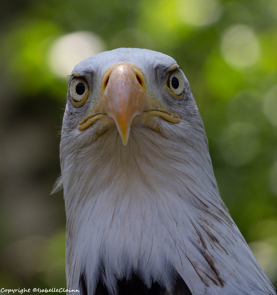 aigle fp.jpg