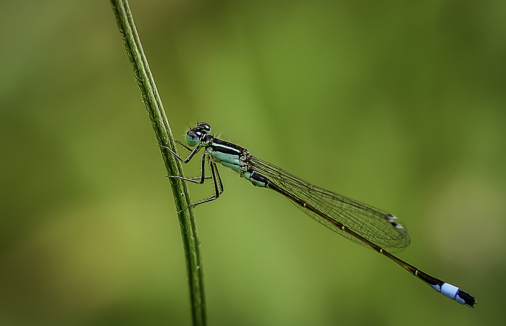 16062018-_DSC0841.jpg.8178629d5bb0bc61c27c3620209491e0.jpg