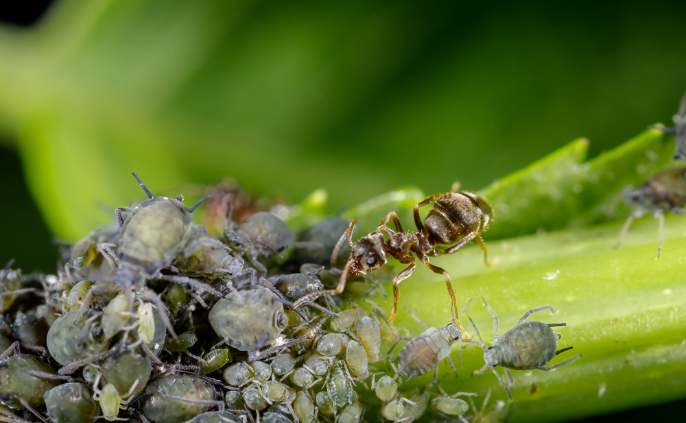 180617_pucerons-37_1500.jpg
