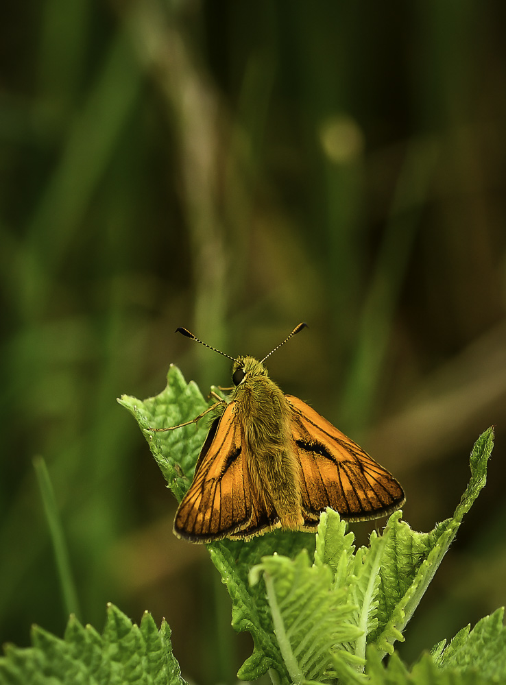 19062018-_DSC0886.jpg.5b2c8e279e7b72bf7553f8e1059c3655.jpg