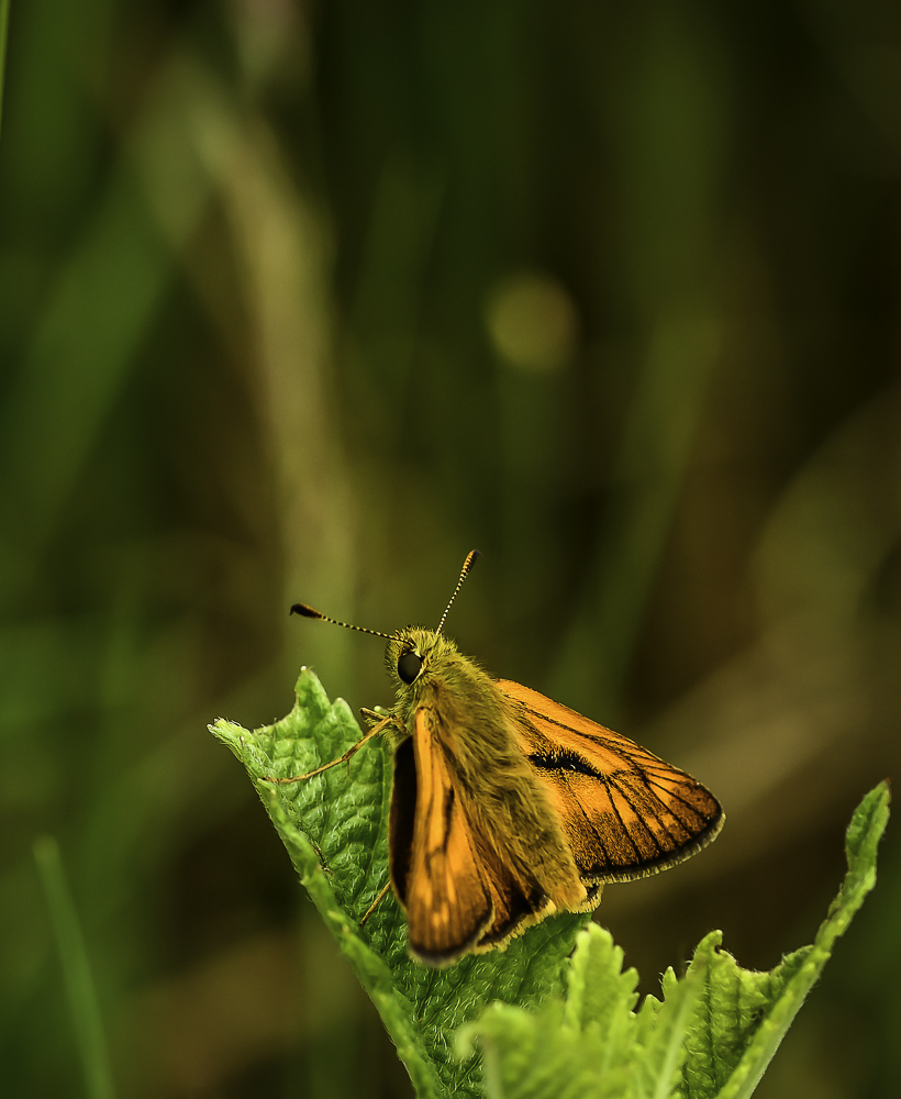 19062018-_DSC0890.jpg.0cb5dde4f52333e9f6b9589c5b17494b.jpg