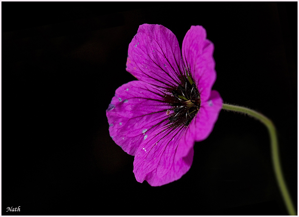 1926629605_Fleurrose.jpg.f5137d47574494f7524764a2b6d2b323.jpg