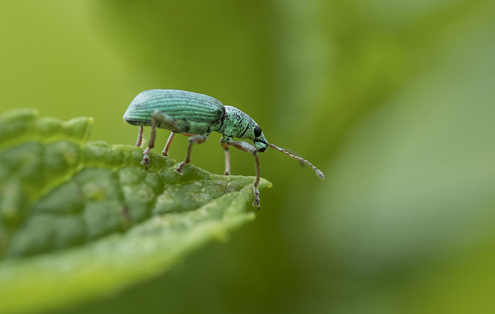 Bleu_2.jpg.9796276c7c09040bdc5fe63d3d81f482.jpg