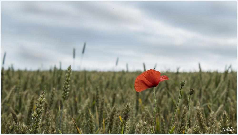 Coquelicot_1.jpg.584de141153d49ba1f2a957ec13c7c59.jpg