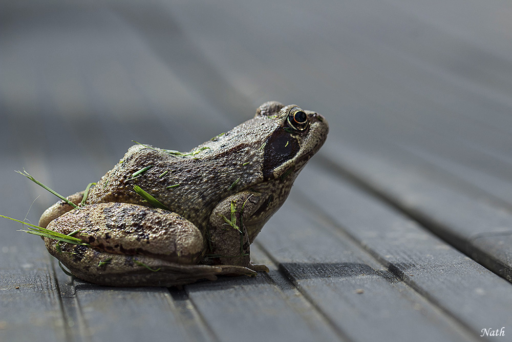 Crapaud_1.jpg.8558c3165b83cdf010fcfd0005e422b4.jpg