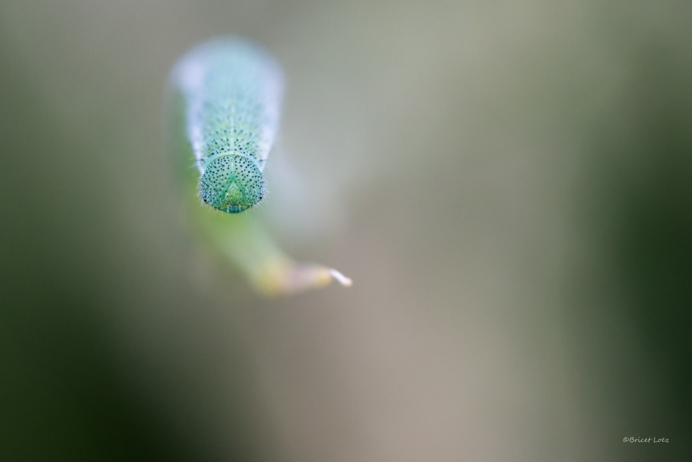 DSC_7602-2.JPG.0b5f0ecbd6c4bba1f7a7bd0bf373e521.JPG