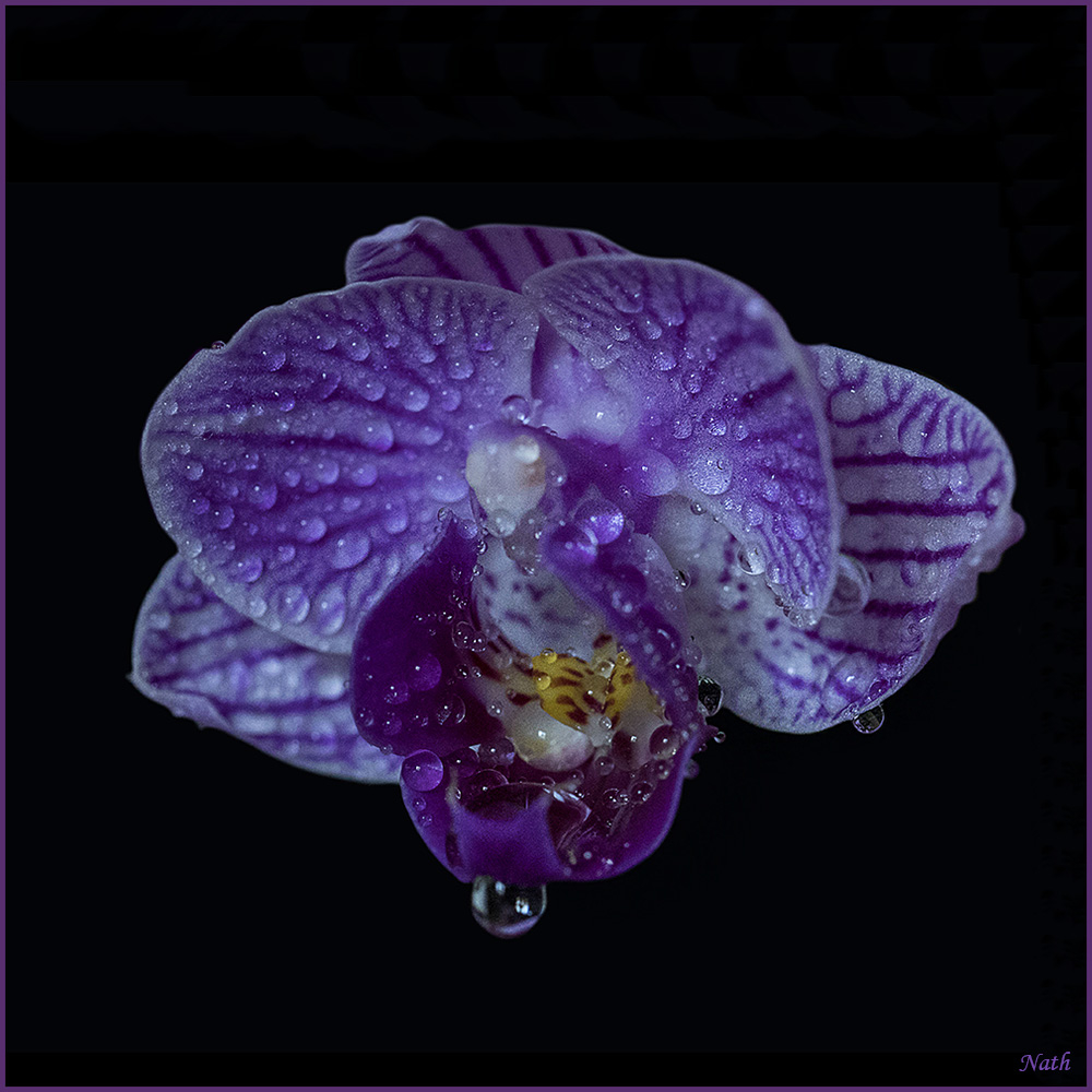 Gouttes_4.jpg.445b0d22d6ad67ad87d041d0fba83b17.jpg