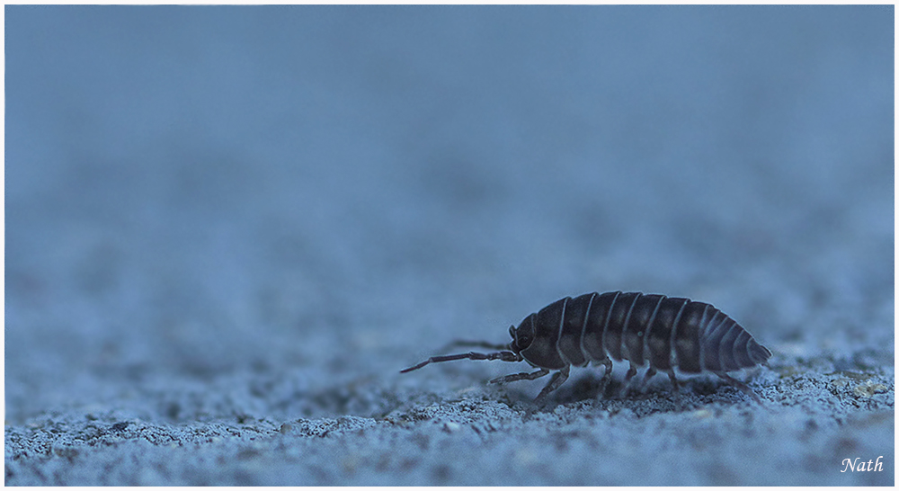 Insecte.jpg.22d245a82febefe6e620cfc853be50fc.jpg