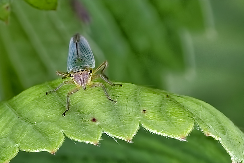 VH004334_VHA_DxO_INV.jpg