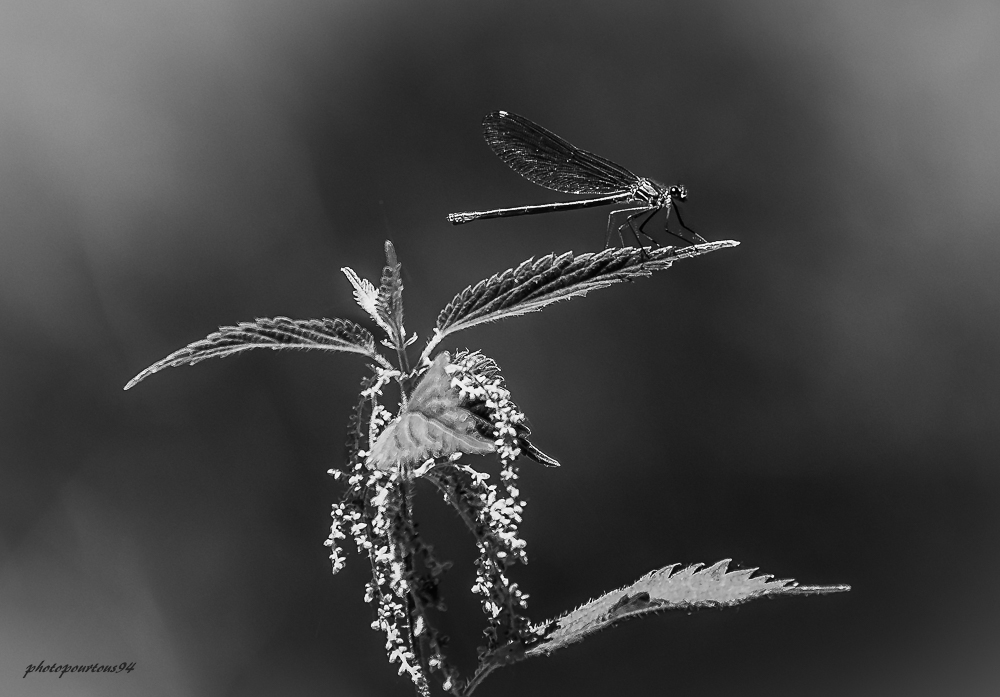 _-2.jpg.d95b96cf45d81d17c5894d8855c416ee.jpg