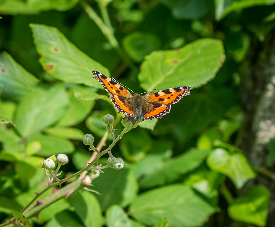 _-9.jpg.eaeb831eaff4f164256e62583d103b45.jpg