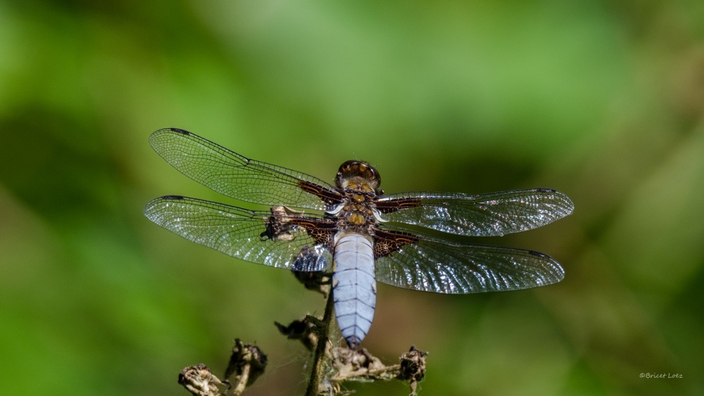 _DSC3711.JPG.3a1540dbad8fe5d30d30e36e79a5fba4.JPG
