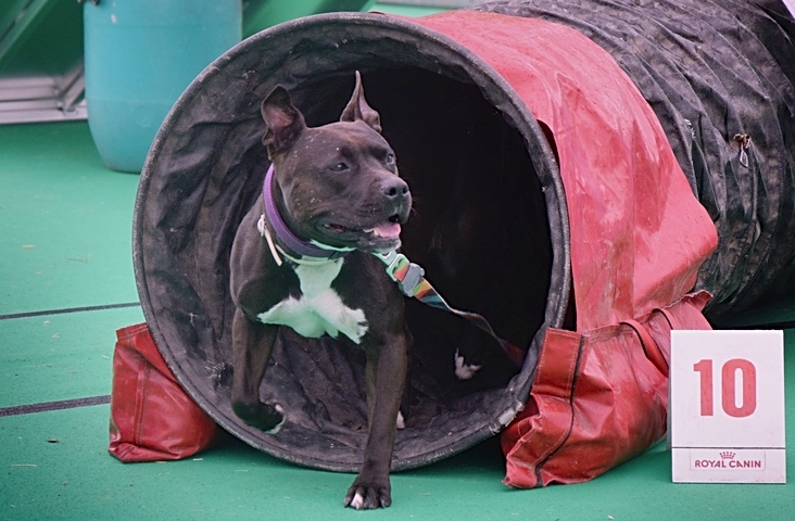 chien_01.jpg.cf8980d2ab409d5dc3605be71054ce11.jpg