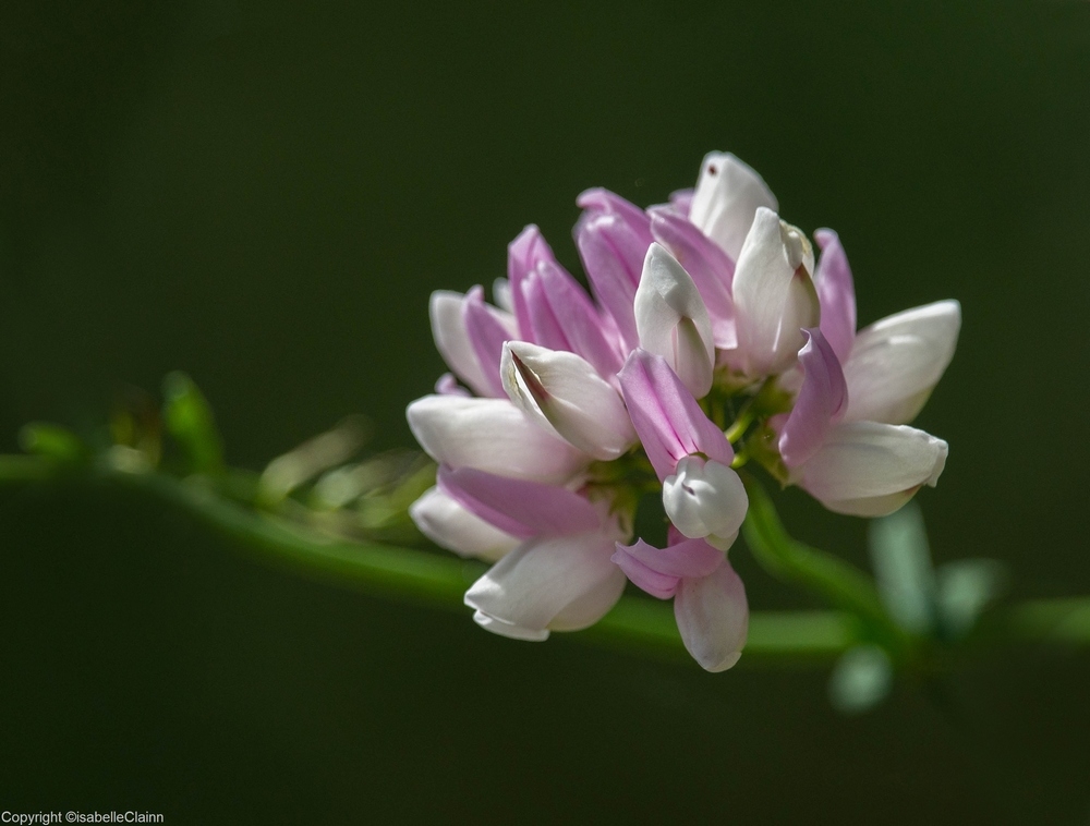 fleur.jpg