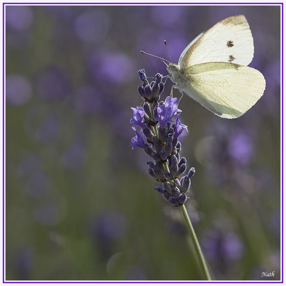 1082132075_Pirideduchoux(cadrePP).jpg.ed374326d5c9bf96f69cf2b33546109e.jpg