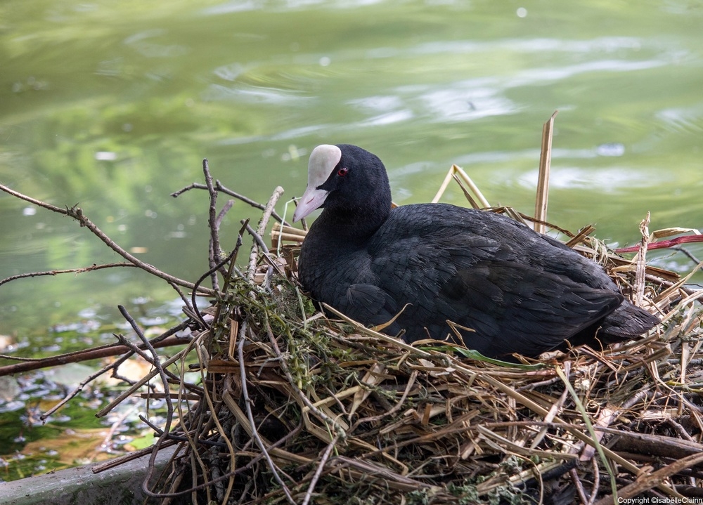 poule d'eau.jpg