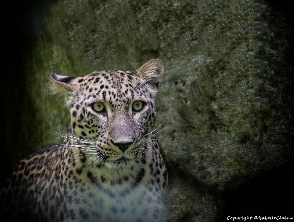 leopard fp.jpg