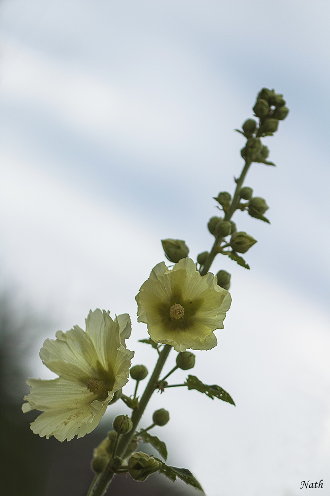Rose trémière_2 b.jpg