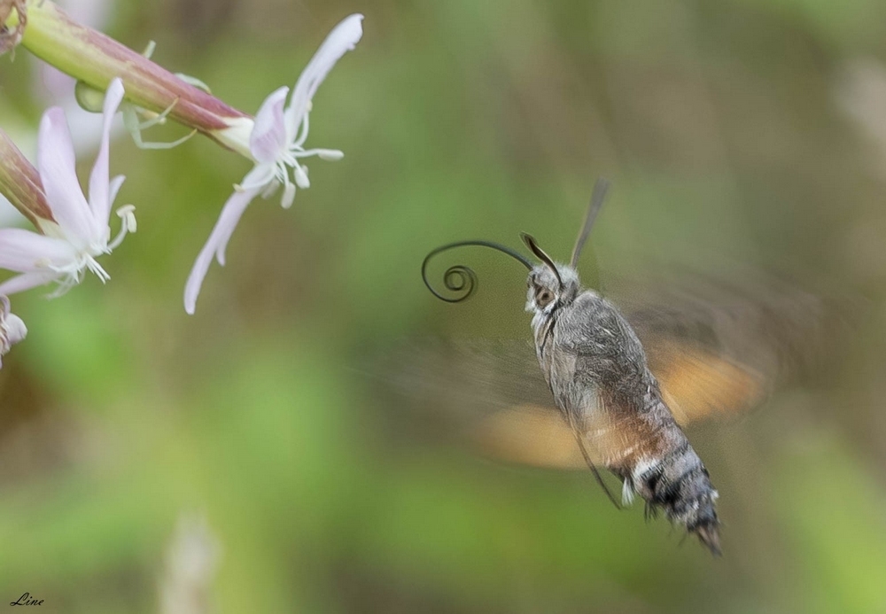 Le Sphinx Colibri - Photo macrophotographie et proxi - Forumdephotos.com