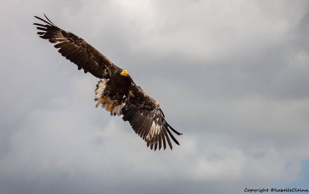 l aigle fp.jpg