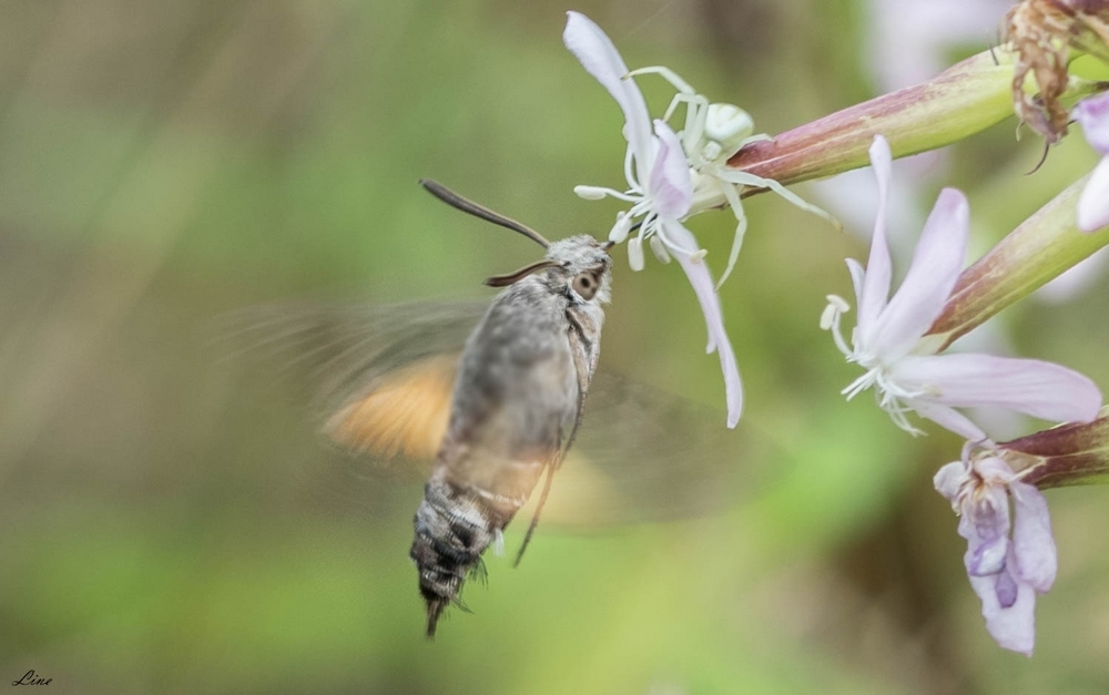 Le Sphinx Colibri - Photo macrophotographie et proxi - Forumdephotos.com