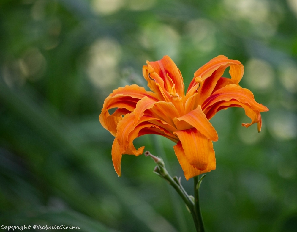 fleur 2 fp.jpg
