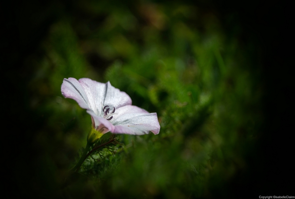 fleur 1 fp.jpg